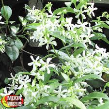 Check spelling or type a new query. Star Jasmine Plants Vines Palm Paradise Nursery