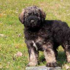 Bouvier des flandres puppy by feeferlump on deviantart. Bouvier Des Flandres Puppies For Sale Greenfield Puppies