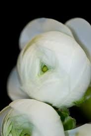 Delivered in every country in europe. 98 White Ivory Flowers Ideas Flowers Ivory Flowers White Flowers