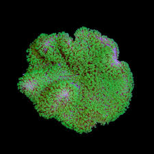 Image result for Sarcophrynium prionogonium