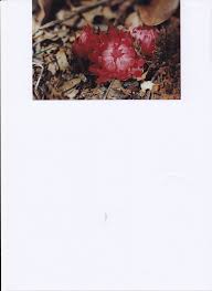 Image result for Grewia schmitzii