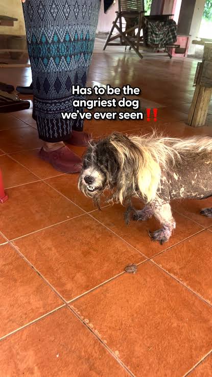 Rescuing Al Pacino: A Heartwarming Dog Transformation