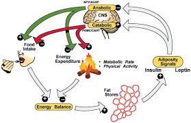 Negative Feedback Model For Regulation Of Body Fat Content Leptin And Download Scientific Diagram