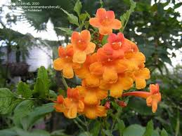 Image result for eustoma Balboa