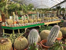 Buy the best cactus plants, huge 10 foot specimens now available at patioplants.com. Cacti And Succulents Have Taken Over The Plant Area At Trevena Cross