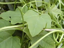 Image result for Passiflora morifolia