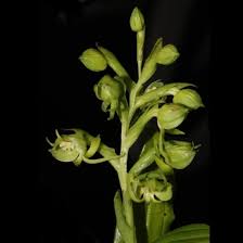 Image result for Habenaria barrina