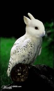 Almost Extinct Animals Animal Cute Site Photoshopped Animals Animal Mashups Animals