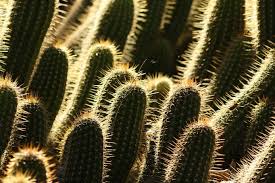 Depending on which type of cactus you choose for your garden or home, some can develop stunning flowers. Can A Cactus Live Without Sunlight Cactusway