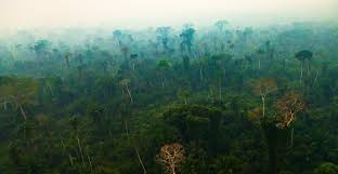 Das gängigste material für amazonas regenwald ist glas. Atmosphare Uber Dem Amazonas Trocknet Aus Mensch Bringt Den Wasserhaushalt Des Regenwaldes Aus Dem Gleichgewicht Scinexx De