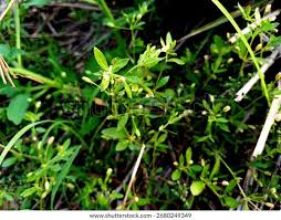 Image result for Glinus hirtus