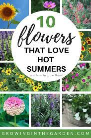 Plant it among your flagstone walkways. 10 Flowers That Love Hot Summers And How To Grow Them Growing In The Garden