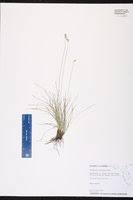 Image result for Abildgaardia ovata