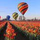Tulip Festival 2025