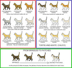 Tortie And Calico Chart Cat Colors Siamese Cats Types Of