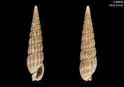 Image result for Mellera submutica