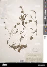 Image result for Ranunculus volkensii