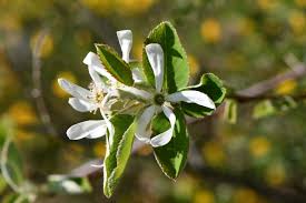 Image result for Amelanchier ovalis