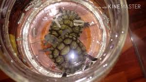 Membersihkan Dan Memberi Pakan Kura Kura Brazil Red Ear Slider Youtube