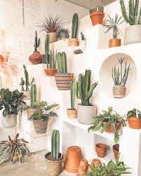 The featured cactus is a notocactus uebelmannianus, one of my favorite favorites! Home Decor 20 Diy Cactus And Succulent Garden Decor Ideas Plant Decor Trendy Plants Plant Aesthetic