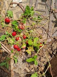 Image result for Kotschya strobilantha