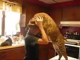Animated gifs of attacking cats. Bobcat Reloj Uhr Gif Find On Gifer