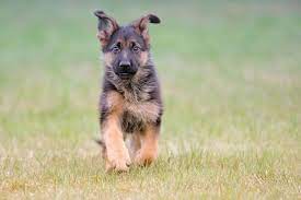 Verband für das deutsche hundewesen. Schaferhund Welpen Schaeferhundseite De