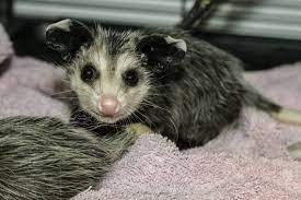 Photo By Wild Heart Ranch The Eyes Of The Opossum Appear Black But What We Are Seeing Are Strongly Dilated Pupil Cute Animals Animals Friends Baby Animals