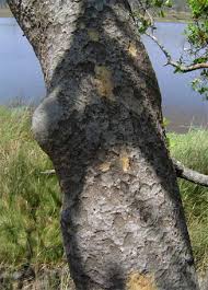 Image result for Brachystegia microphylla