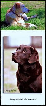 Lab puppies for sale in vancouver bc. Labrador Puppies Vancouver Bc Checking Out Labradorhalloweencostumes Labradorgardenornaments Labradorforsalecor Labrador Labrador Retriever Labrador Dog