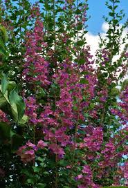 Image result for Karomia tettensis