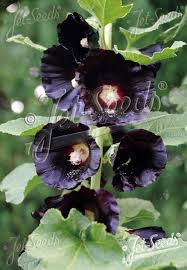 Image result for Alcea rosea