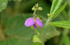 Image result for Polygala erioptera