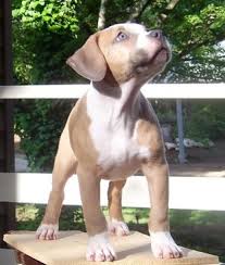 2.4k likes · 49 talking about this · 397 were here. Pitbulls Go Pitbull Dog Forums View Single Post My Blue Fawn Baby