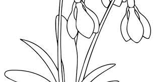 Snowdrop Flower Printable Flower Coloring Pages Flower Coloring Pages Flower Drawing