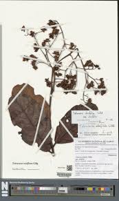 Image result for Tetracera alnifolia