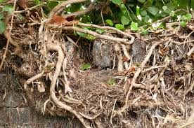 When ivy growth is particularly dense and sprawling, it may be necessary to gradually reduce the growth to the point where the roots can be effectively accessed and removed. Ivy Damage To Walls Out Of My Shed