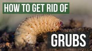 Use beneficial nematodes to get rid of any type of grub. How To Get Rid Of Grubs Guaranteed 4 Easy Steps Youtube