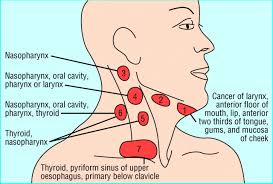 Lymph Nodes Lymph Nodes Lymph Massage Upper Limb Anatomy