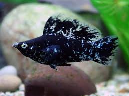 Pin By Jt Ant On Aquarium Fish Molly Fish Freshwater Fish Aquarium Fish