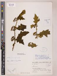 Image result for Ceratotheca integribracteata