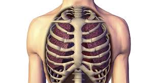 Scoliosis Blog Articles On Alternative Scoliosis Treatments The kidneys are located at the rear wall of the abdominal cavity just above the waistline and are protected by the ribcage. scoliosis blog articles on