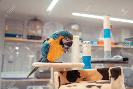 Live birds for sale at petco. Bright Parrot Close Up Of White And Yellow Bright Parrot Standing Stock Photo Picture And Royalty Free Image Image 128125798