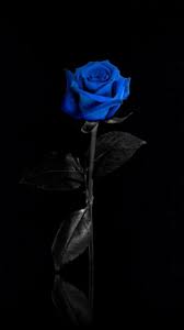 Iphone Xr Wallpaper Download Blue Roses Wallpaper Blue Flower Wallpaper Black Flowers Wallpaper