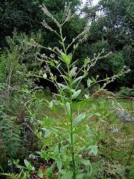 Image result for Cynoglossum lanceolatum