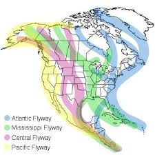 Why Do Birds Fly South For The Winter Biology What Are The 12 Ways Birds Migrate North America Bird Migration Bird Supplies