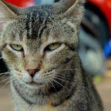 Itl.cat provides hd desktop and mobile wallpapers and backgrounds for free download. Funny Cat Wallpaper Hd Wallpapers Of Funny Cats Amazon De Apps Spiele