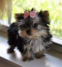 Link in bio to sign up. Dogs Aiken Sc Free Classified Ads Yorkie Puppy Yorkie Puppy Girl Yorkie