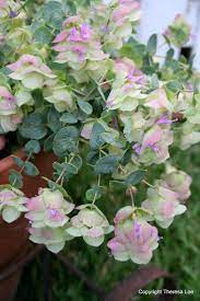 Kent Beauty Oregano Oregano Plant Plants Unique Plants