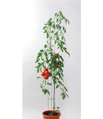 Lesen sie, was 8'972 kunden geschrieben haben, und teilen sie ihre eigenen erfahrungen! Tomatensaule 120 Cm Top Qualitat Kaufen Baldur Garten